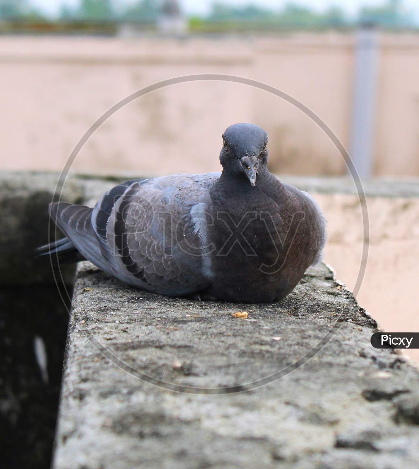 A Pigeon sitting on a Wall.