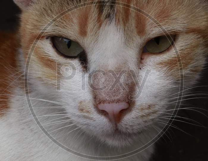 Close up of cat
