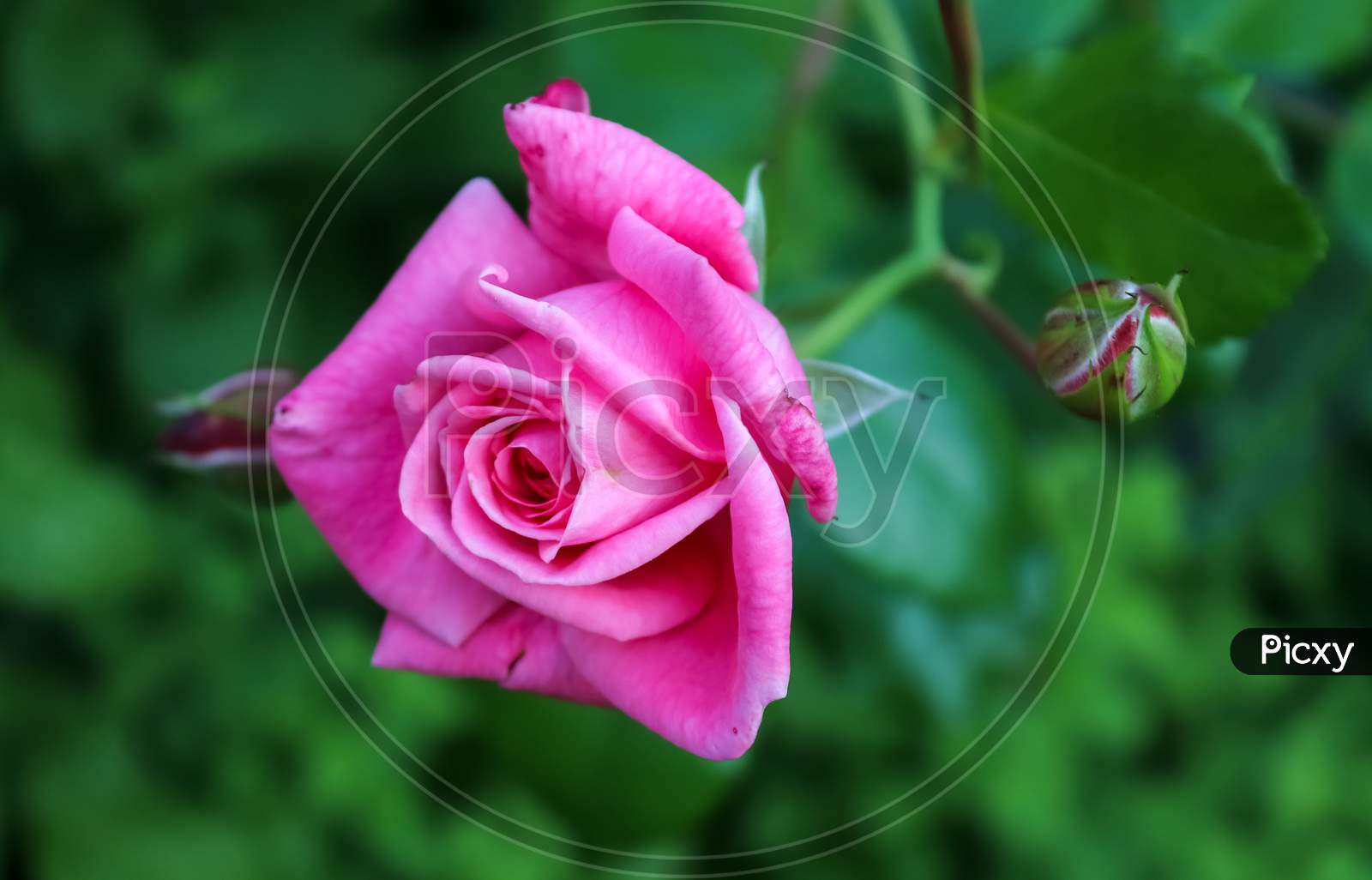 Pink And Colorful Rose Flowers In A Roses Garden With A Soft Bokeh Background.