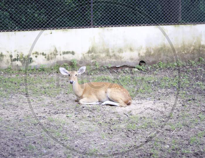 Small baby Deer Sitting inside cage