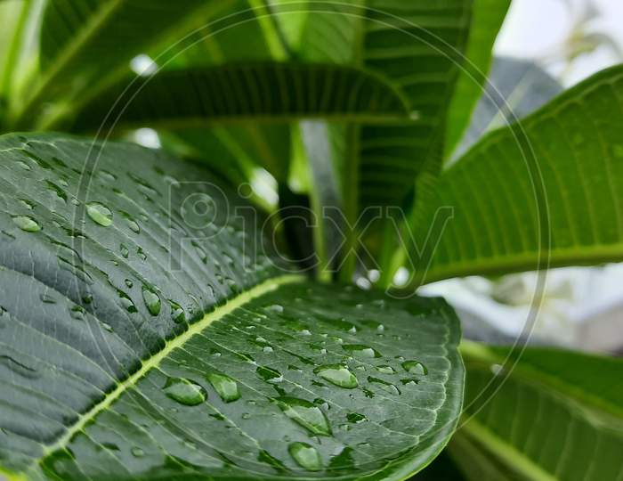 Water drops on Green life