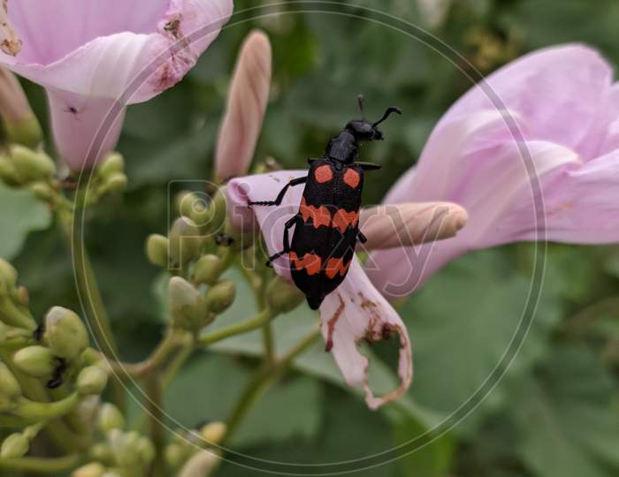 Orange and Black Insect sitting on the Pink Flower