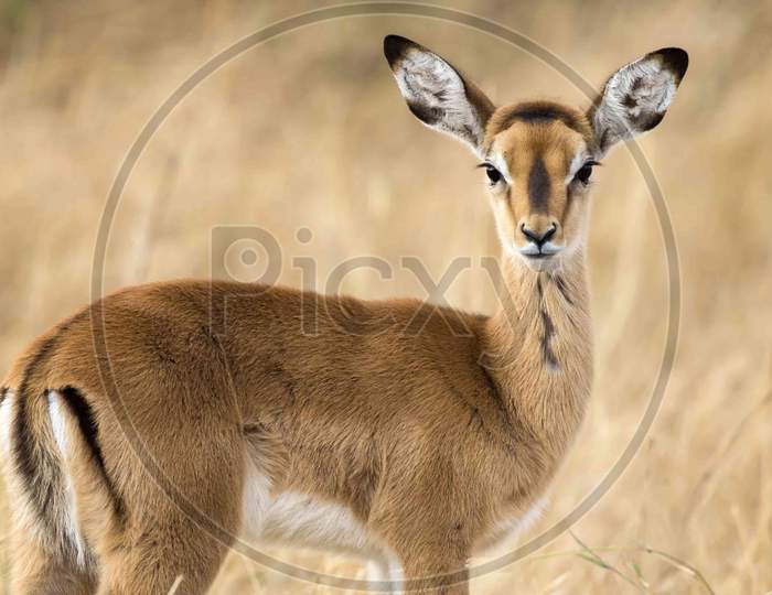 Cute deer in grassland