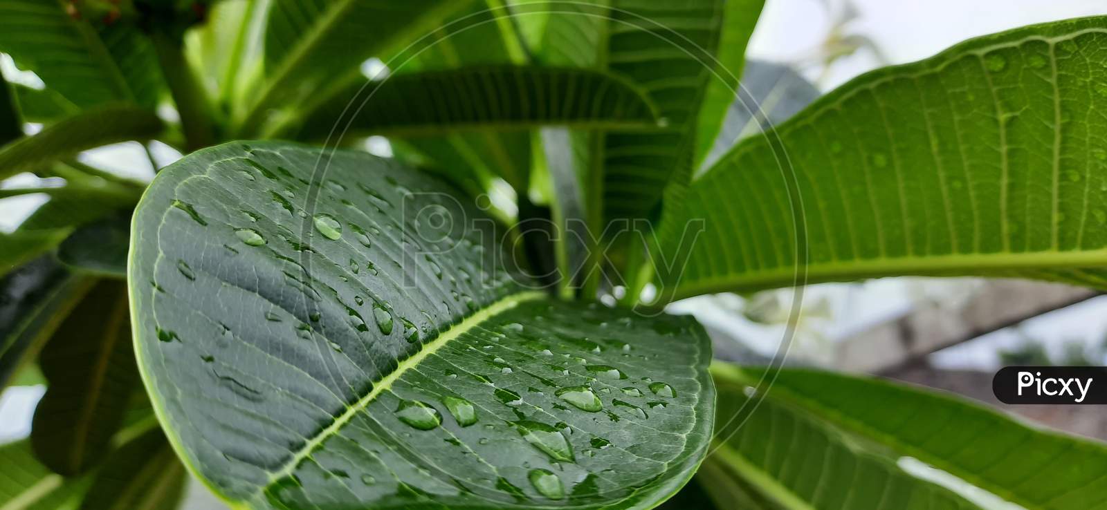 Water drops on Green life