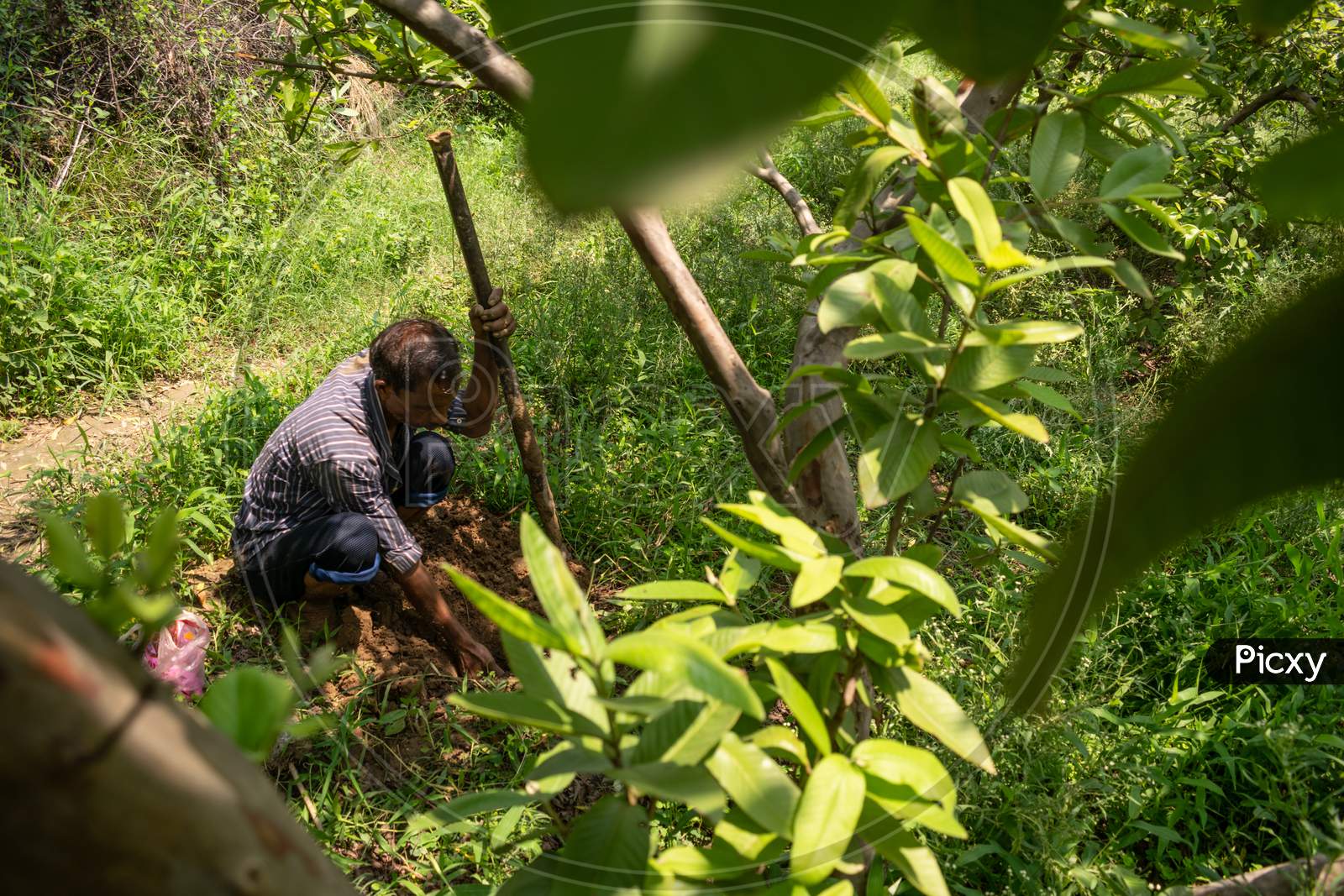 A man digging soil for plantation of guava trees at a farm using a digging tool
