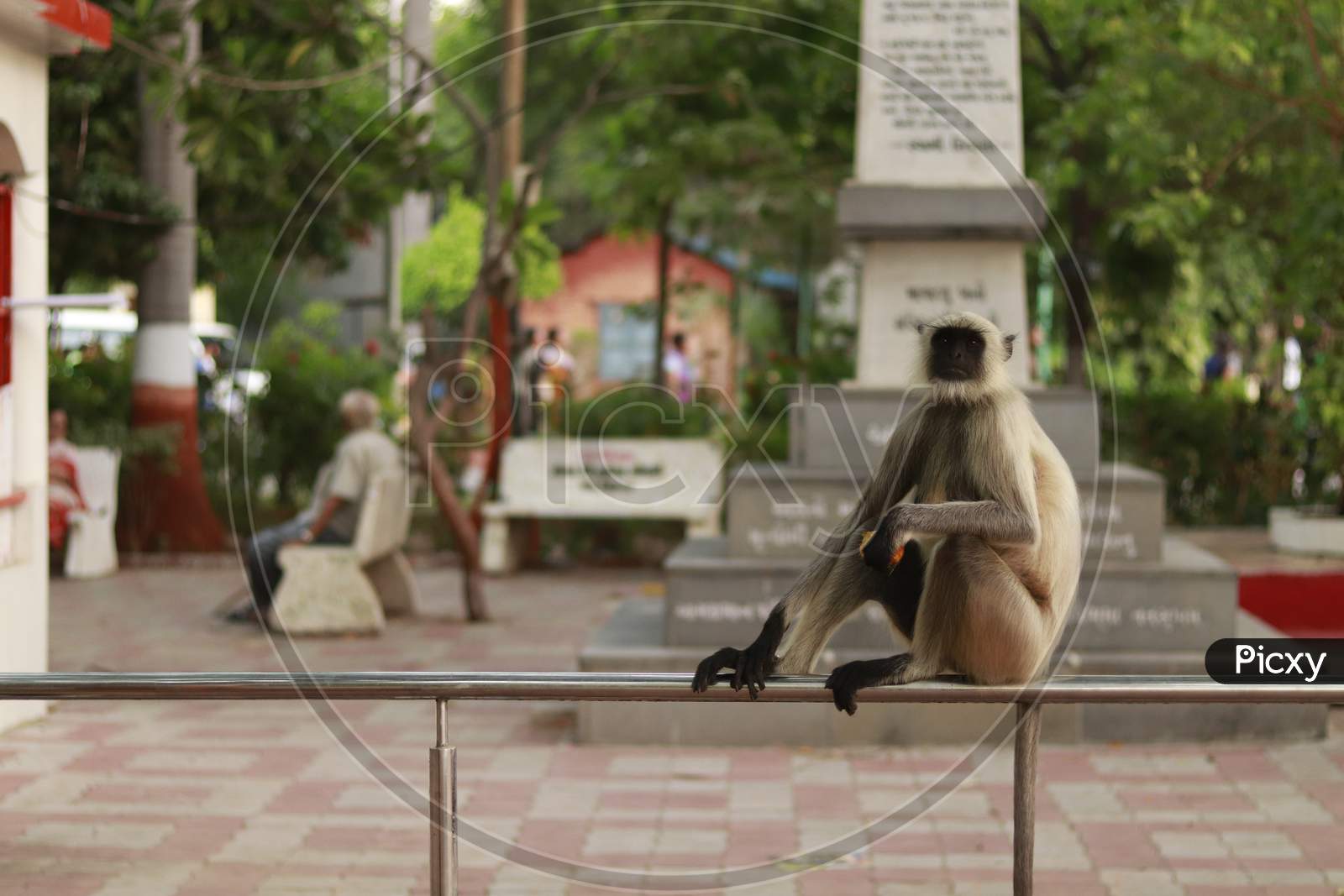 Indian Monkey sitting