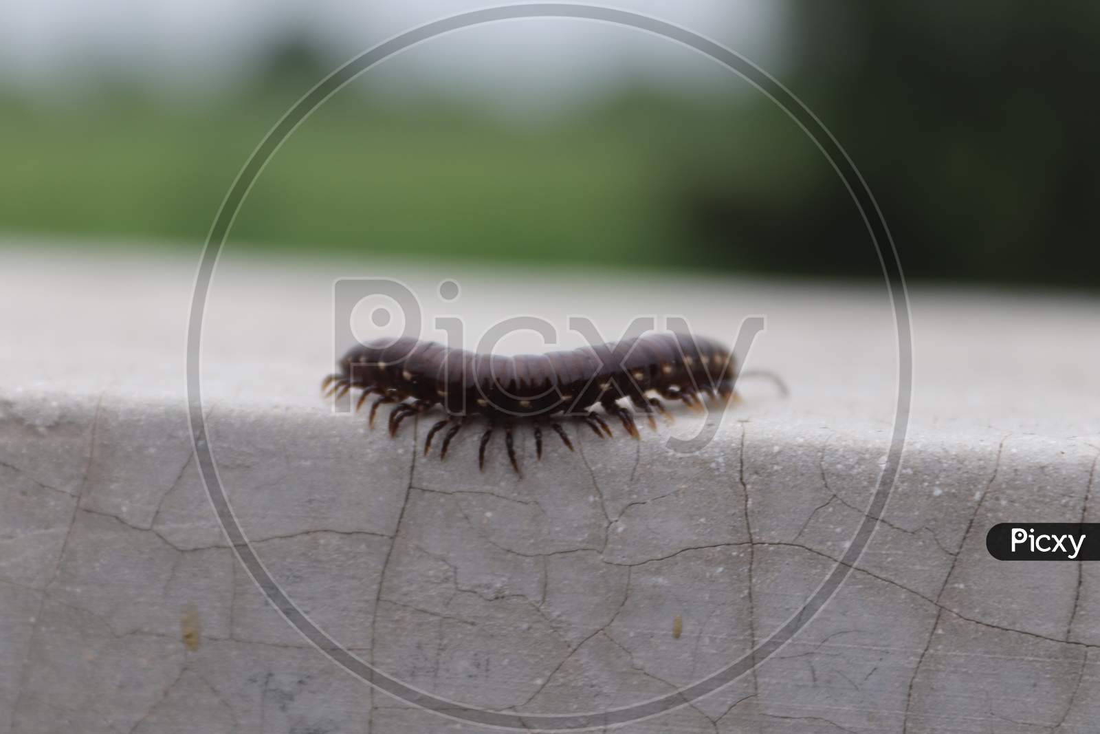 Small Worm Walking on the Wall