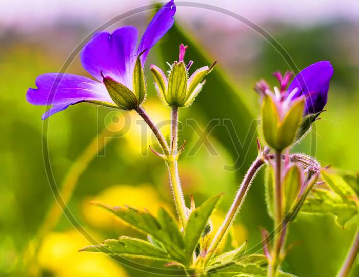 Purple beautiful flowers
