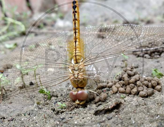 Image of an upside down Dragonfly