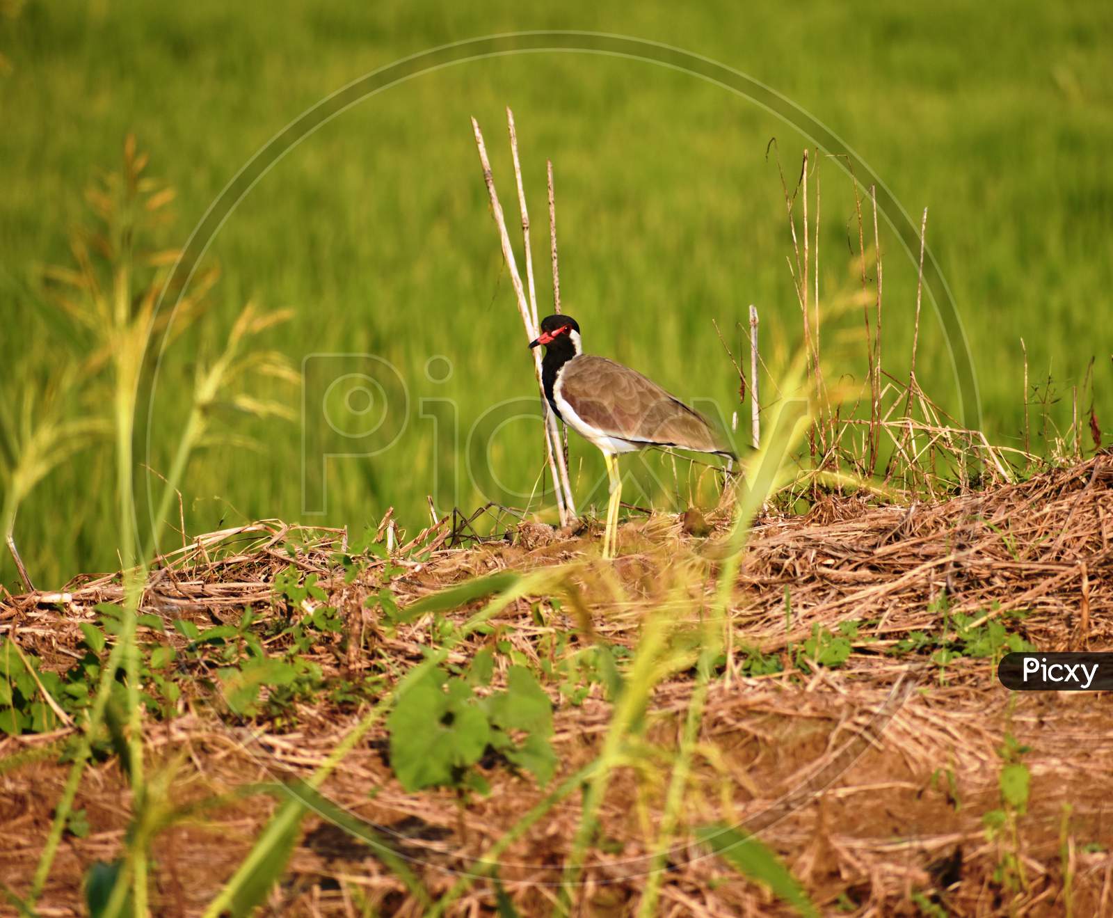 Red-wattled Lapwing (Vanellus indicus) bird in field