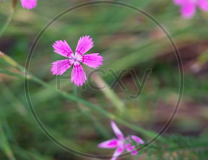 Close-Up Of Blooming Maiden Pink (Dianthus Deltoides) Flower.