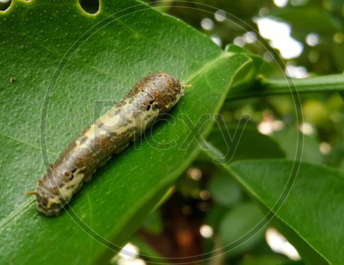 Caterpiller on the green leaf