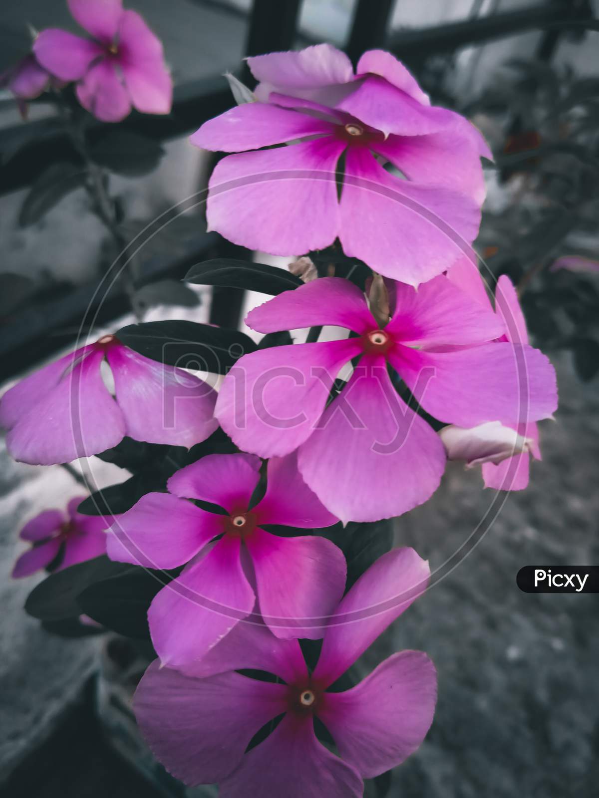 Flowers of a geranium.