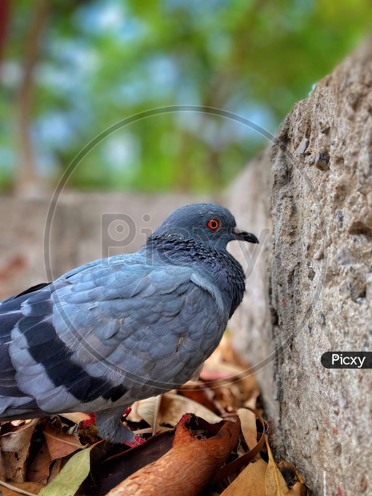 Pigeon sitting in his nest