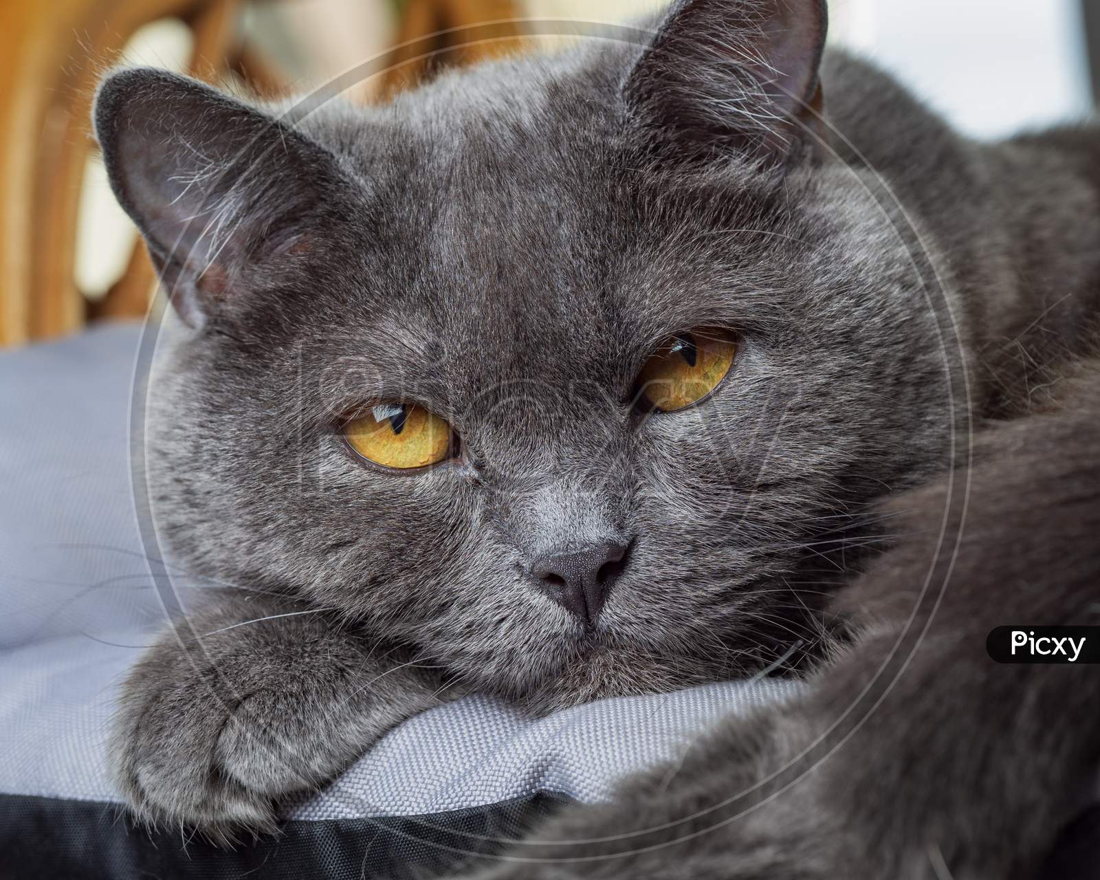 Close-Up Of The British Shorthair Cat With Amber Colored Eyes And Blue Coat.