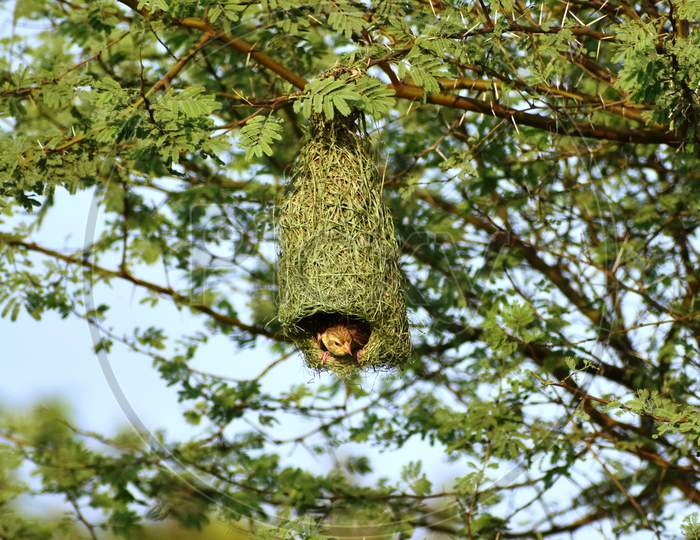 Hanging green nest of a Weaver bird