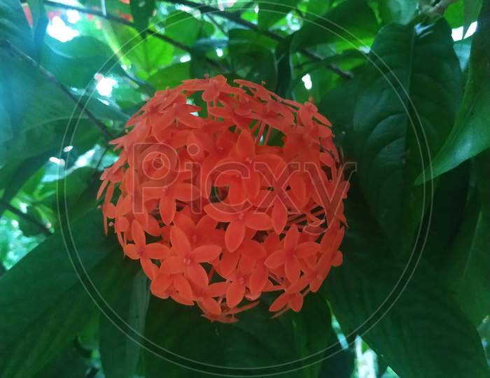 Red Ixora coccinea (or Jungle Geranium, Flame of the Woods stock