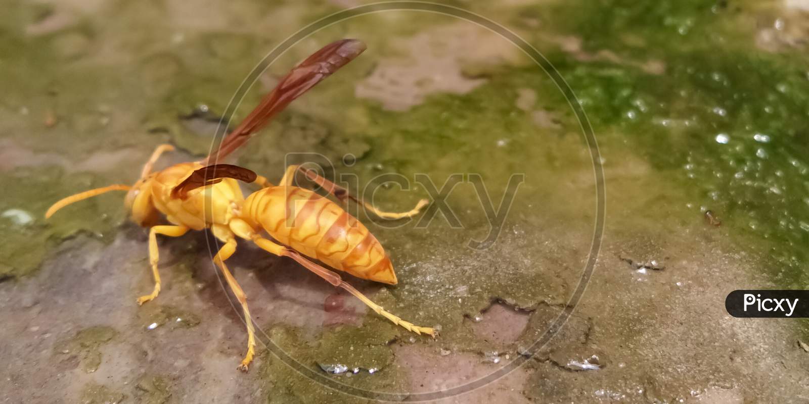 Yellow wasp on the ground