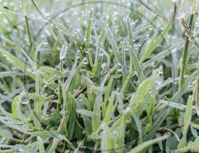 Dewdrops on the grass at morning time.