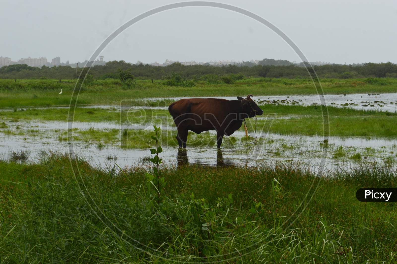 Brown Cow In A Green Field