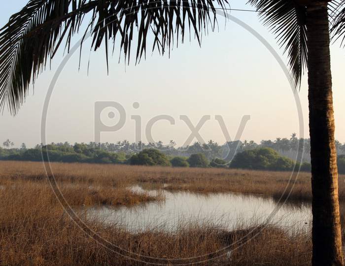 Coconut Tree Overlooking Yellow Filed On A Lake