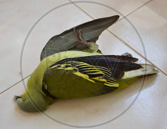 Green Pigeon Lying Dead On Floor With Ant Closeby