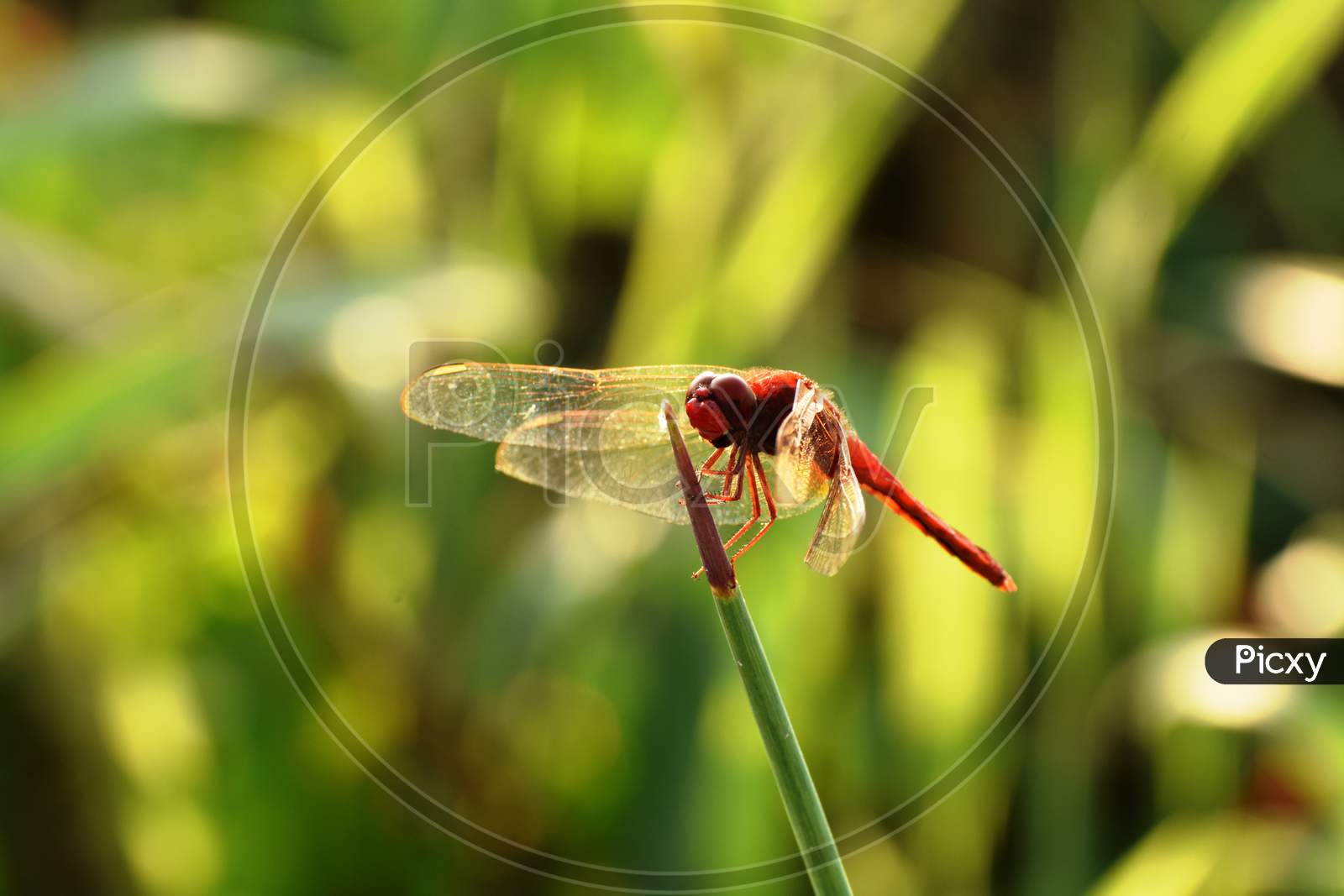 Close up of Red Dragonfly eating grass tips