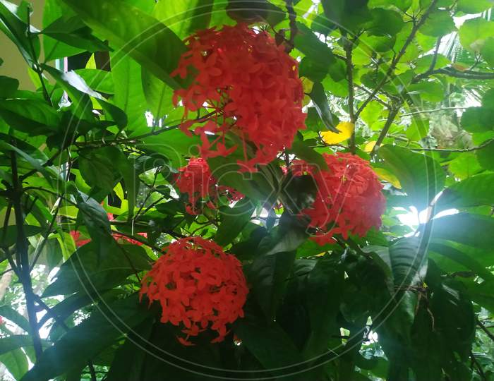 Red Ixora coccinea flower