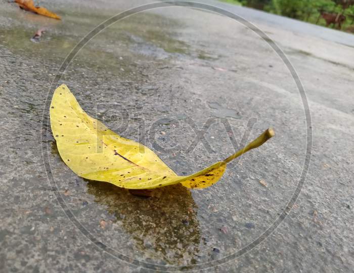 Mango leaf on road