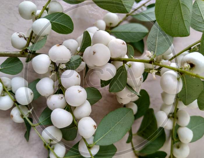 Beautiful sprig of snowberry fruits like white snow balls.