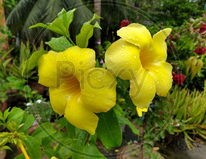 Two Beautiful Allamanda Flowers Covered By Water Droplets After Rain At A Garden