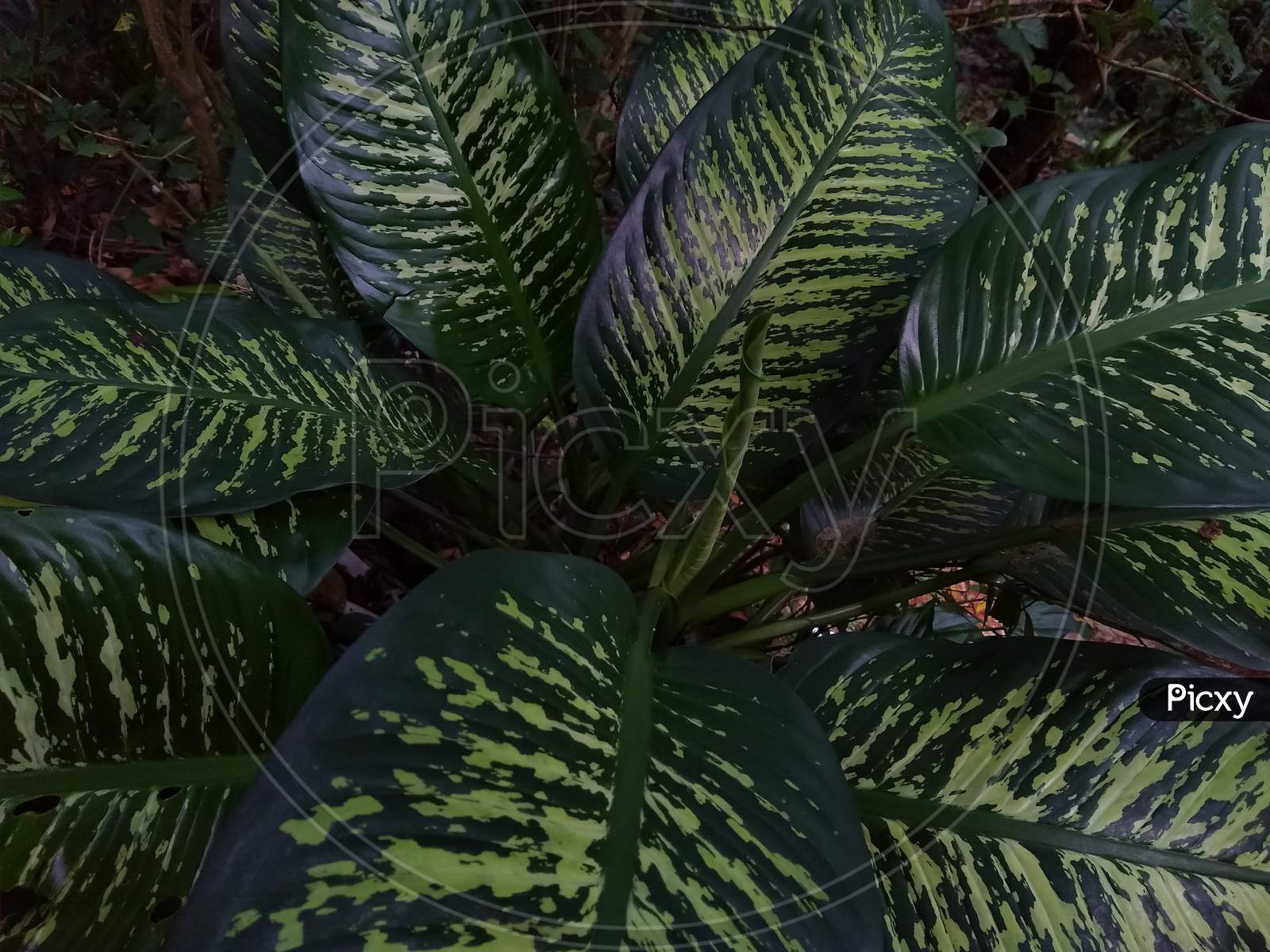 Dieffenbachia seguine (dumbcane) Plant leaves