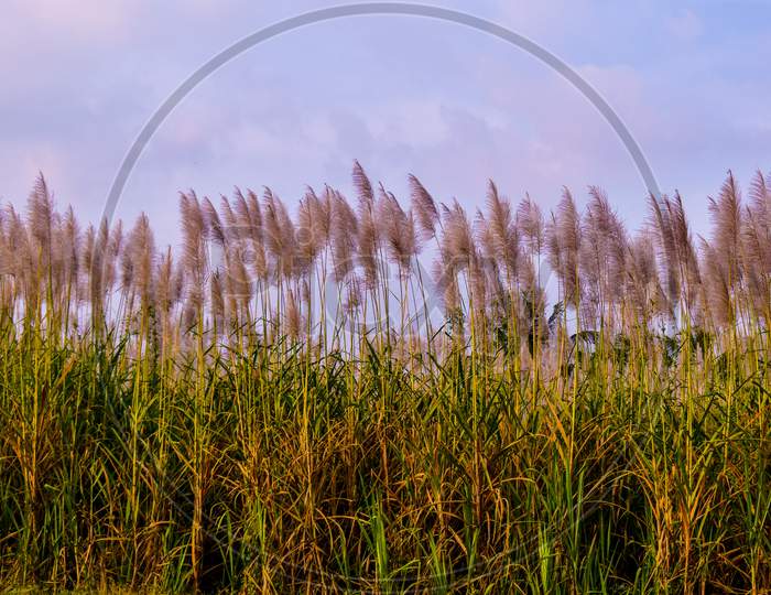 Sugarcane Field With White Flowers And Green Colored Grass Against The White Sky