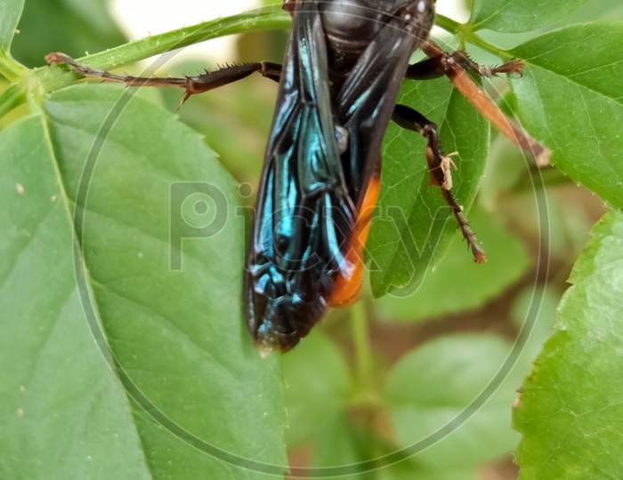 Wasp on the green leaf