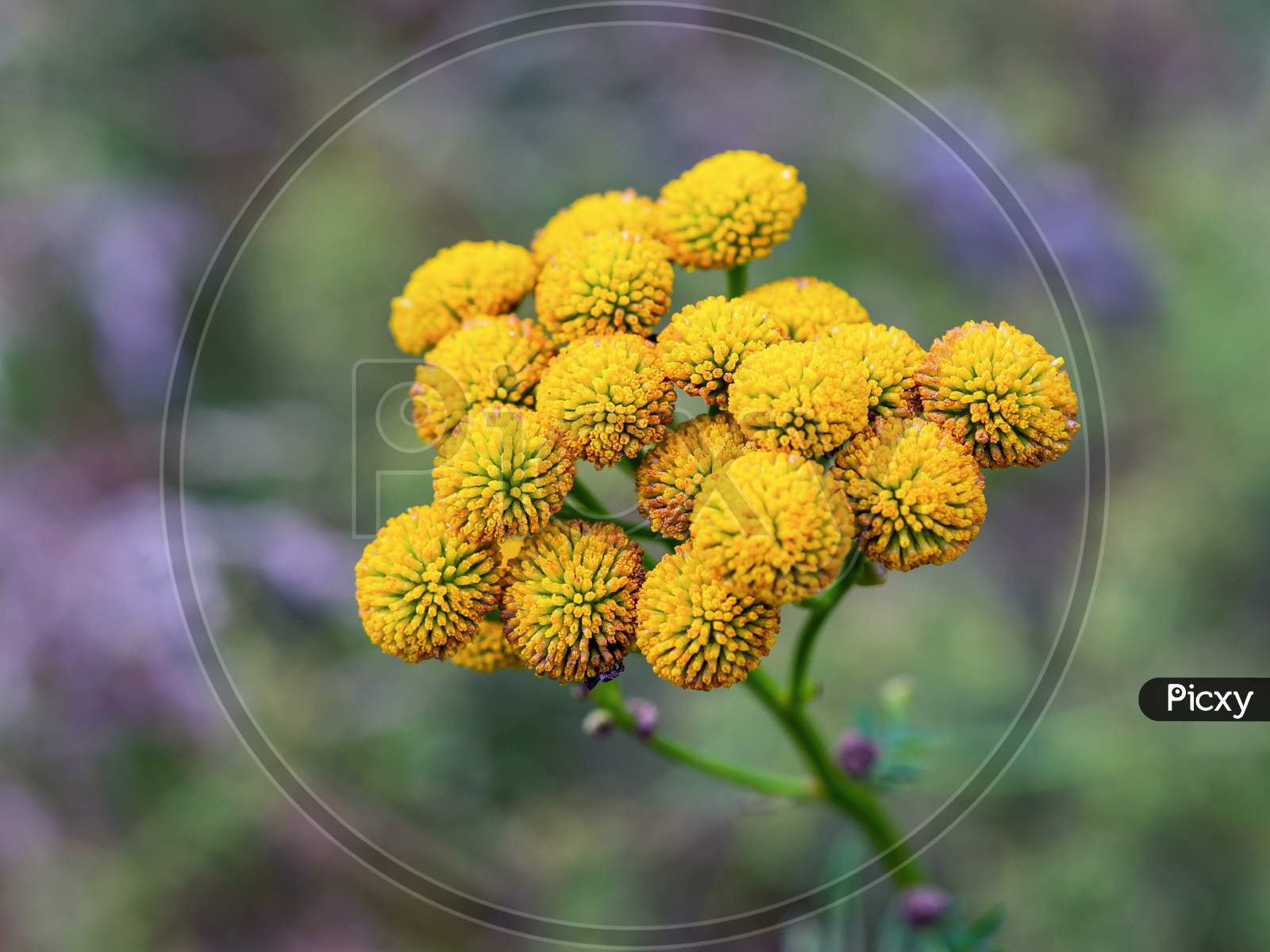 Close-Up Of Common Tansy Yellow Flowers In Summer.