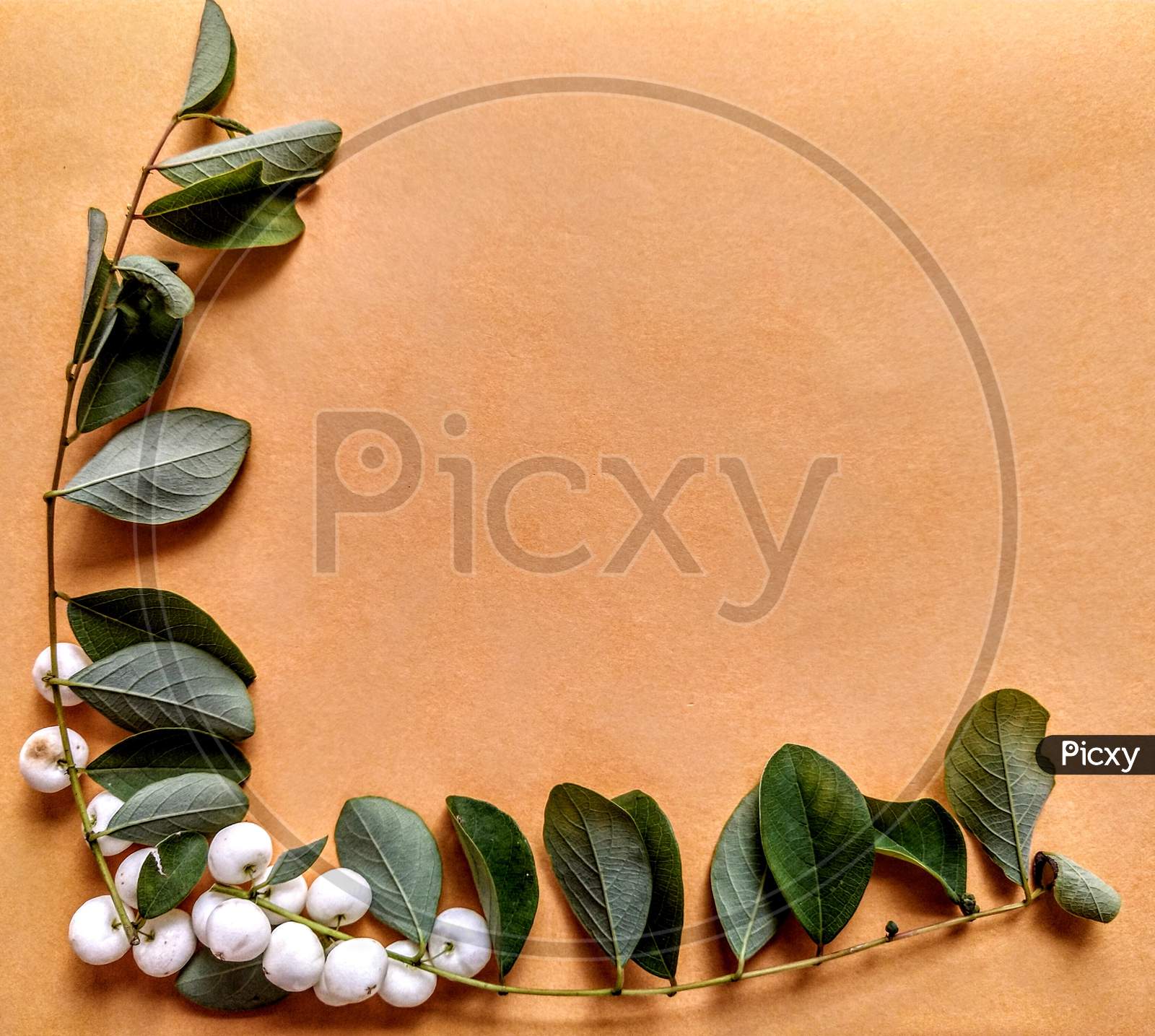Sprigs of snowberry plant on brown background.