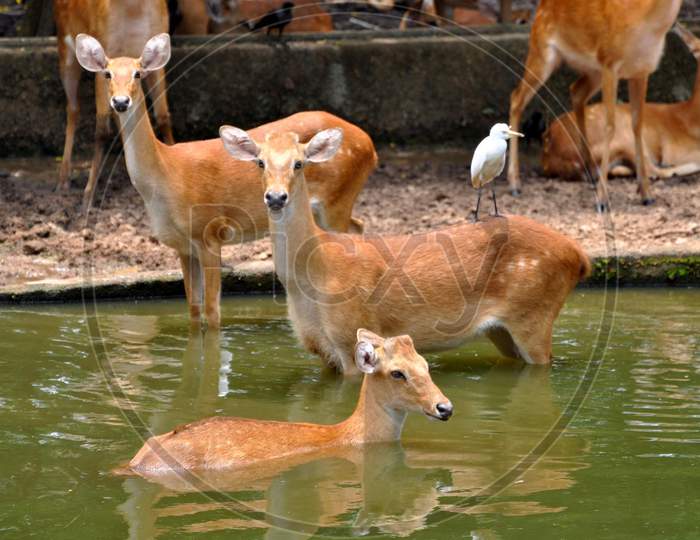Deer Cool Themselves In A Pond At Assam State Zoo Cum Botanical Garden, On  A Hot Summer Day In Guwahati on  August 5, 2020.