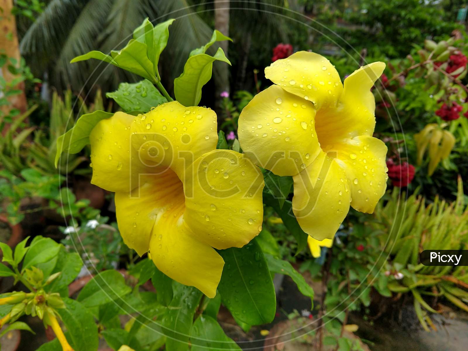 Two Beautiful Allamanda Flowers Covered By Water Droplets After Rain At A Garden
