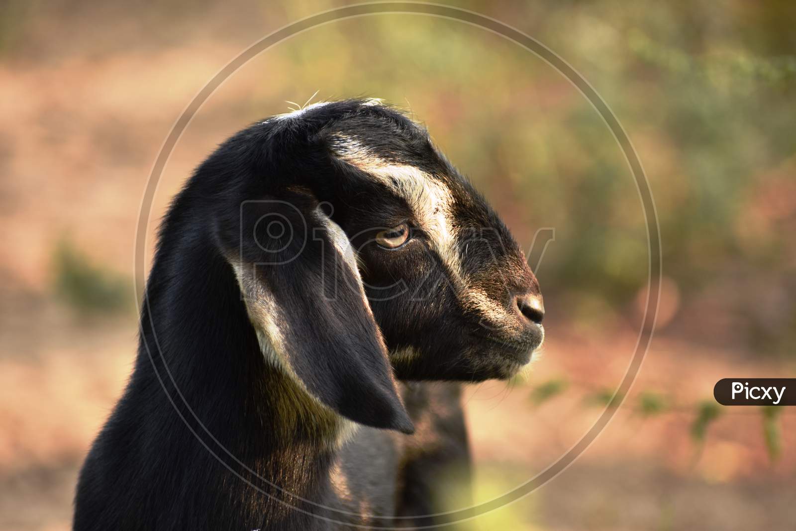 Close up of Goat kid face