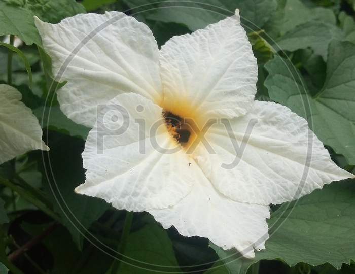 white flower with green leaf background