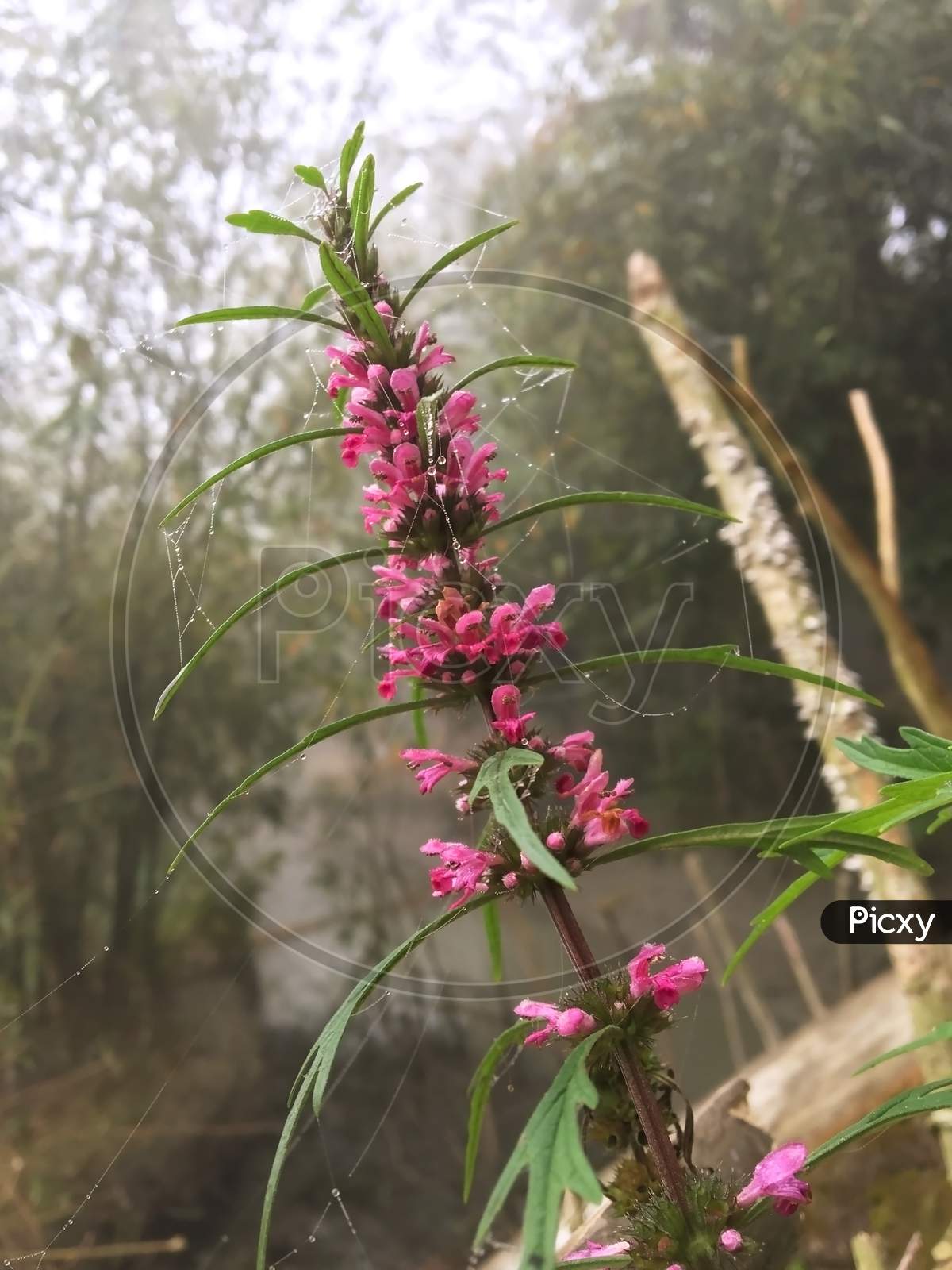 Bunch Of Pink Flowers In A Branch
