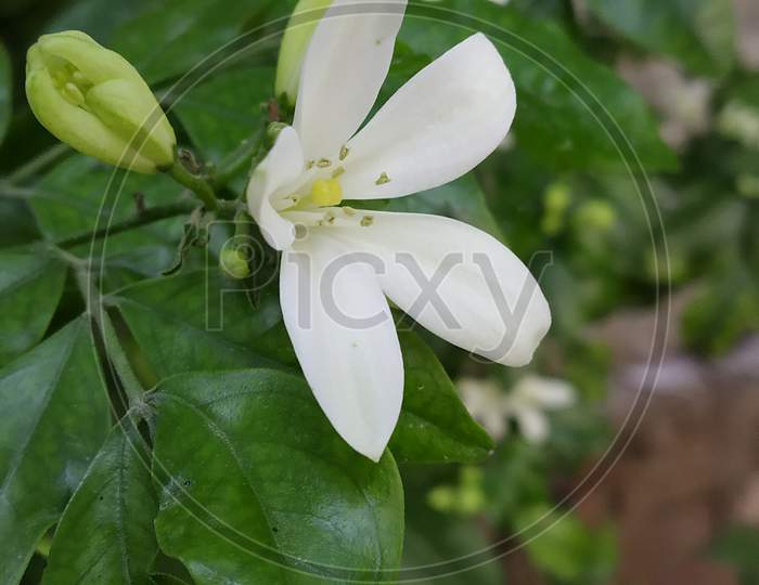 Beautiful white colored flower