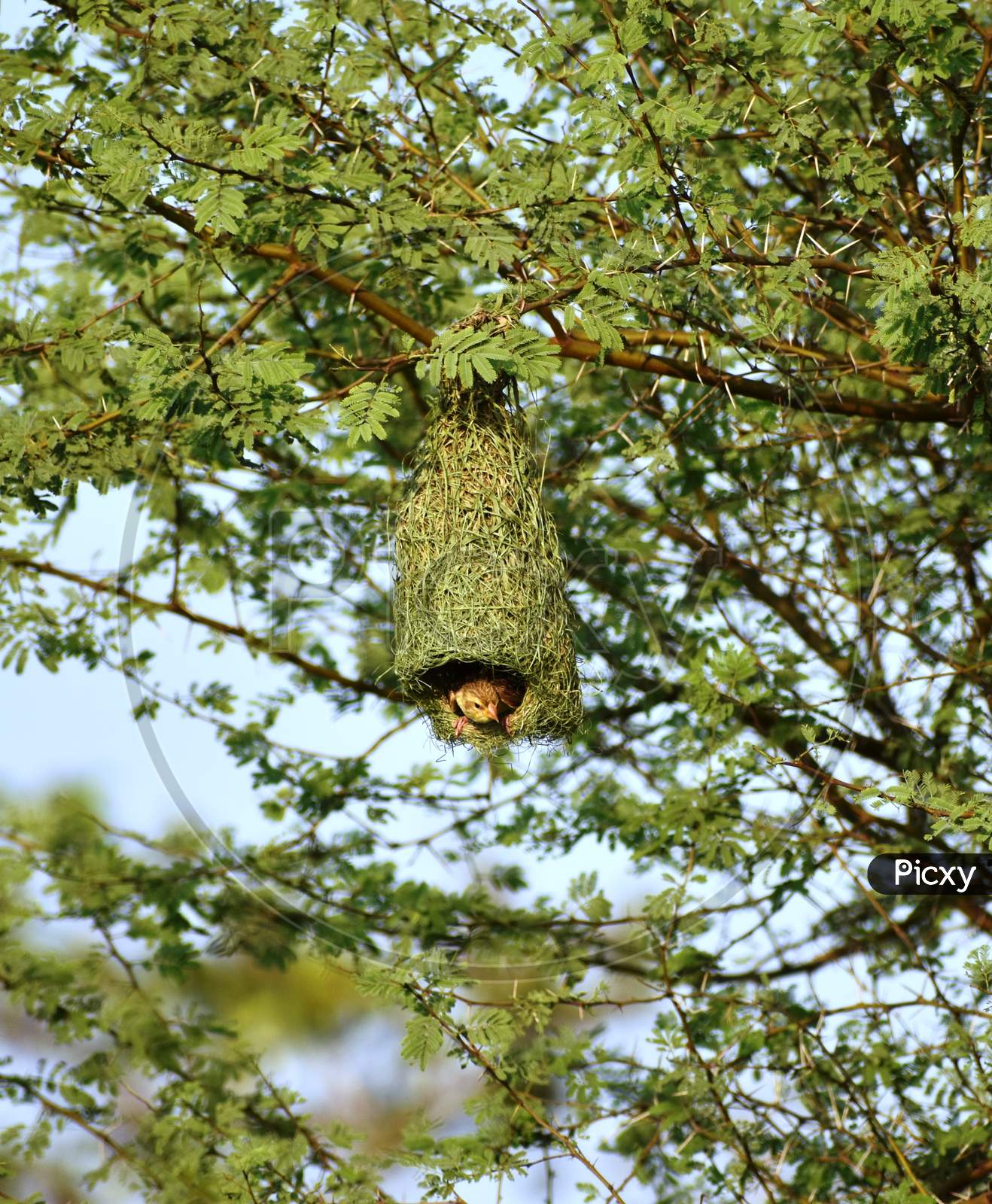 Hanging green nest of a Weaver bird