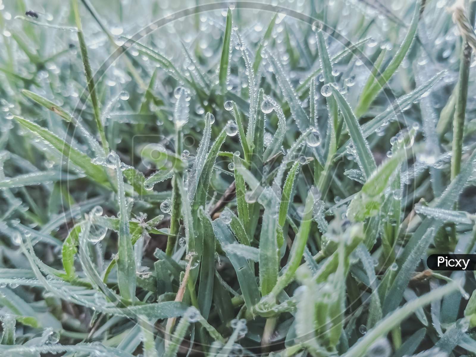 Dewdrops on the grass at morning.
