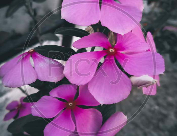 Flowers of a geranium.