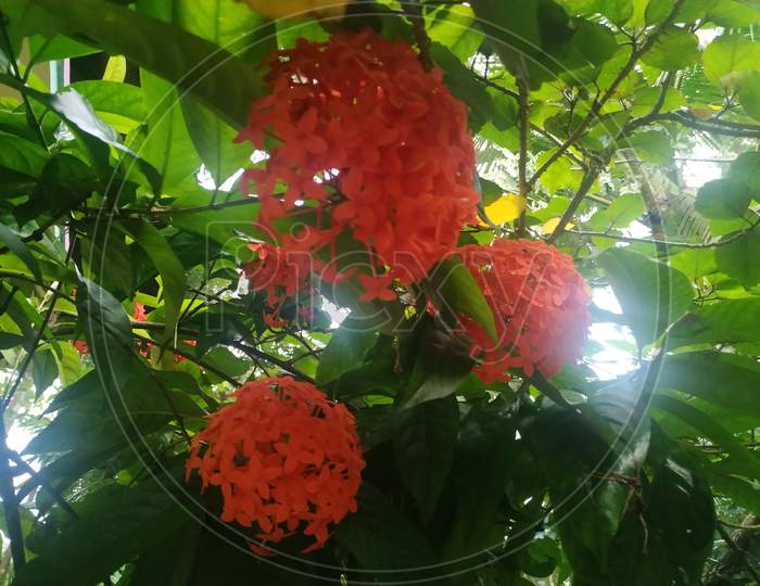 Red Ixora coccinea (or Jungle Geranium, Flame of the Woods