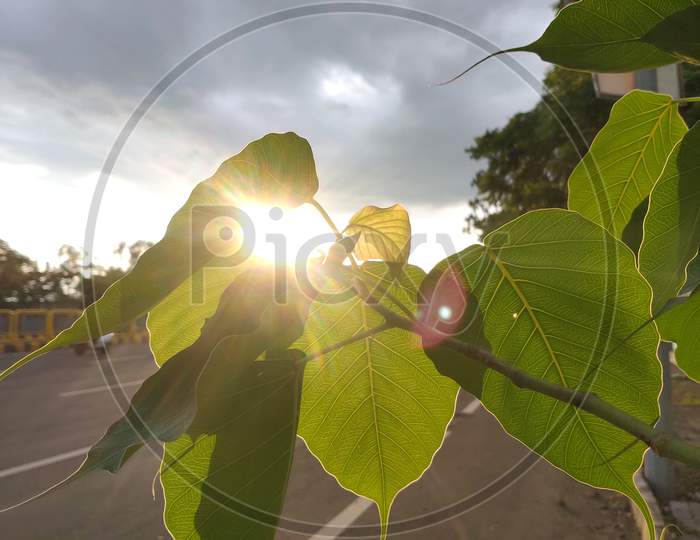 Backlit image of tree leafs