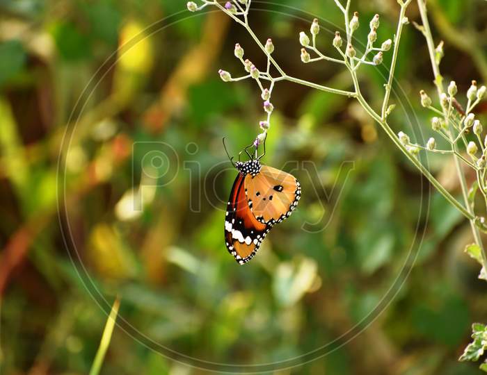 Beautiful butterfly taking rest on the  the plant