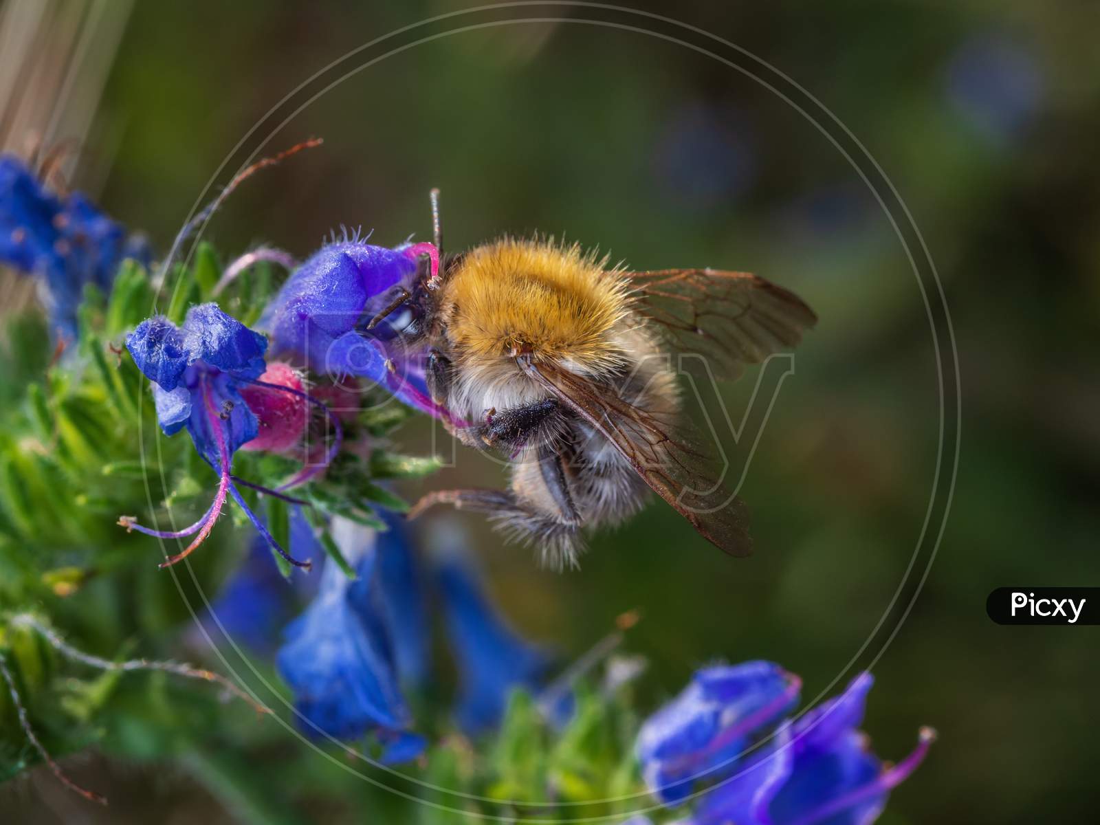 Close-Up Of Western Honey Bee Extracting Nectar From Blue Viper'S Bugloss Flowers.