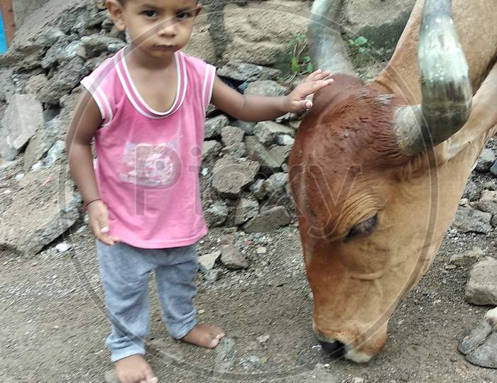 Beautiful baby waving his hand over the head of a cow.